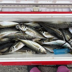 4月 17日（金）午後便・アジ釣りの写真その3