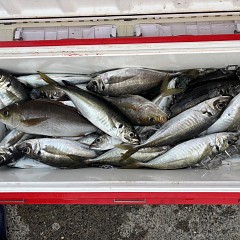 4月 17日（金）午後便・アジ釣りの写真その4