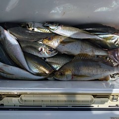 4月18日（土）午前便・アジ釣りの写真その7