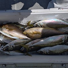 4月18日（土）午前便・アジ釣りの写真その8