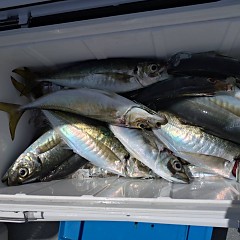 4月18日（土）午前便・アジ釣りの写真その9