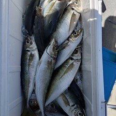 4月18日（土）午前便・アジ釣りの写真その10