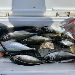 4月18日（土）午前便・アジ釣りの写真その7