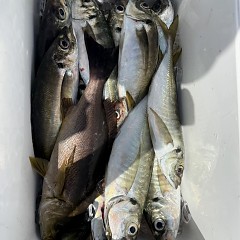 4月18日（土）午前便・アジ釣りの写真その8