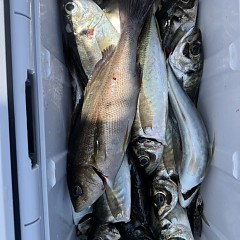 4月18日（土）午前便・アジ釣りの写真その9