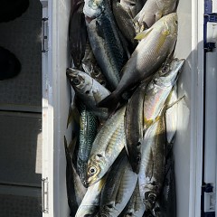 4月18日（土）午前便・アジ釣りの写真その10