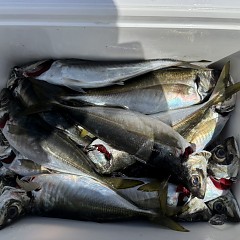 4月18日（土）午前便・アジ釣りの写真その11