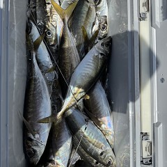 4月18日（土）午前便・アジ釣りの写真その12