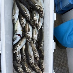 4月18日（土）午後便・アジ釣りの写真その6