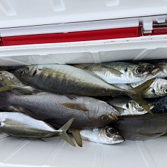 4月18日（土）午後便・アジ釣りの写真その7