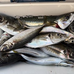 4月18日（土）午後便・アジ釣りの写真その8