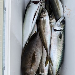 4月18日（土）午後便・アジ釣りの写真その10