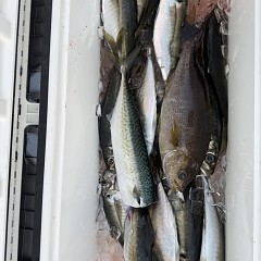 4月18日（土）午後便・アジ釣りの写真その12