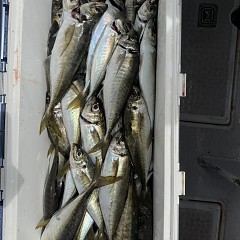 4月 19日（日）午前便・アジ釣りの写真その6