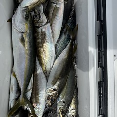 4月 19日（日）午前便・アジ釣りの写真その7