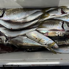 4月 19日（日）午前便・アジ釣りの写真その8