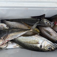 4月 19日（日）午前便・アジ釣りの写真その9