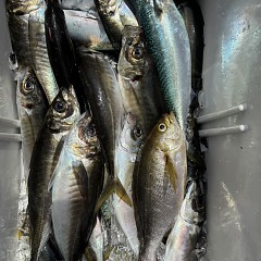 4月 19日（日）午前便・アジ釣りの写真その10