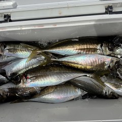 4月 19日（日）午前便・アジ釣りの写真その12