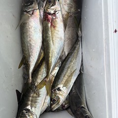 4月 19日（日）午後便・アジ釣りの写真その7