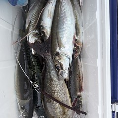 4月 19日（日）午後便・アジ釣りの写真その9