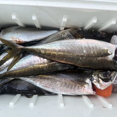 4月 19日（日）午後便・アジ釣りの写真その10