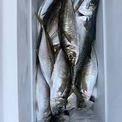 4月 19日（日）午後便・アジ釣りの写真その11