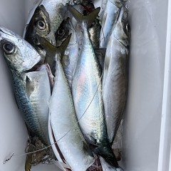 4月 19日（日）午後便・アジ釣りの写真その12