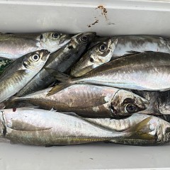 4月 20日（月）午後便・アジ釣りの写真その7