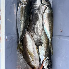 4月 20日（月）午後便・アジ釣りの写真その8