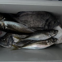 4月 20日（月）午後便・アジ釣りの写真その9