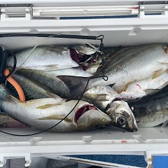 4月 24日（金）午前便・アジ釣りの写真その1