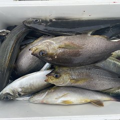 4月 24日（金）午前便・アジ釣りの写真その2