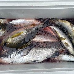 4月 24日（金）午前便・アジ釣りの写真その3