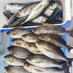 4月 24日（金）午後便・アジ釣りの写真その1