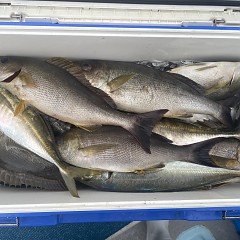 4月 24日（金）午後便・アジ釣りの写真その2