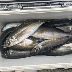 4月 24日（金）午後便・アジ釣りの写真その3