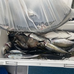 4月 24日（金）午後便・アジ釣りの写真その4