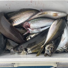 4月 24日（金）午後便・アジ釣りの写真その5