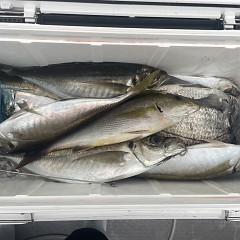 4月 24日（金）午後便・アジ釣りの写真その6