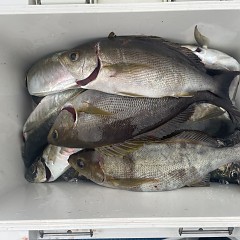 4月 24日（金）午後便・アジ釣りの写真その7