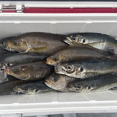 4月 24日（金）午後便・アジ釣りの写真その8