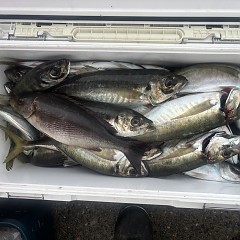 4月 24日（金）午後便・アジ釣りの写真その11