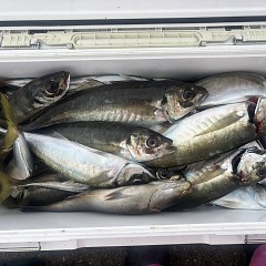 4月 24日（金）午後便・アジ釣りの写真その12