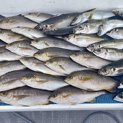 4月 25日（土）午後便・アジ釣りの写真その2