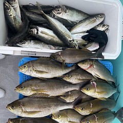 4月 25日（土）午後便・アジ釣りの写真その3