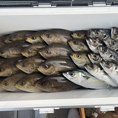 4月 25日（土）午後便・アジ釣りの写真その4