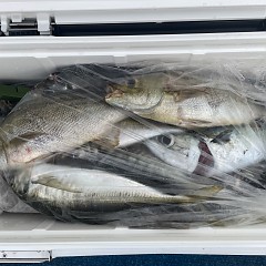 4月 25日（土）午後便・アジ釣りの写真その6