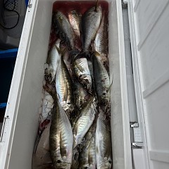 4月25日（土）午前便・アジ釣りの写真その8