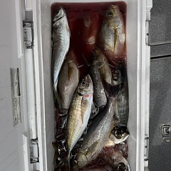 4月25日（土）午前便・アジ釣りの写真その9